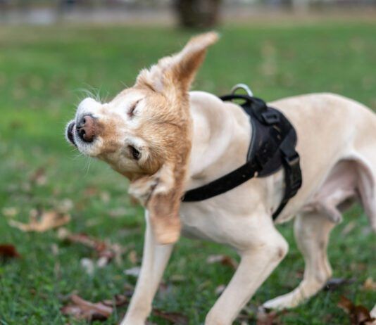Early detection is the key to how to treat yeast infections in dogs.