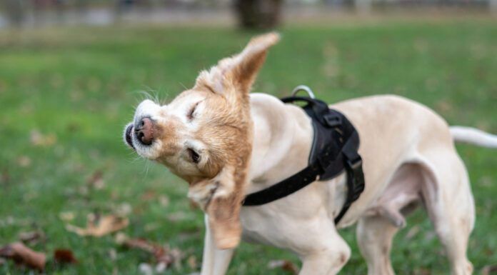 How to Treat Yeast Infections in Dogs Early detection is the key to how to treat yeast infections in dogs.