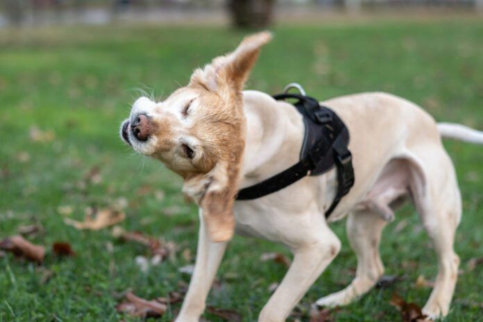 Early detection is the key to how to treat yeast infections in dogs.