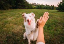 DIY dog training can be accomplished with patience and attentiveness.