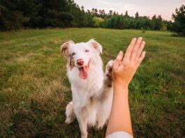 DIY dog training can be accomplished with patience and attentiveness.