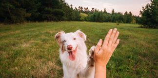 DIY dog training can be accomplished with patience and attentiveness.