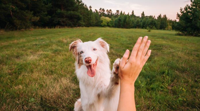 DIY dog training can be accomplished with patience and attentiveness.