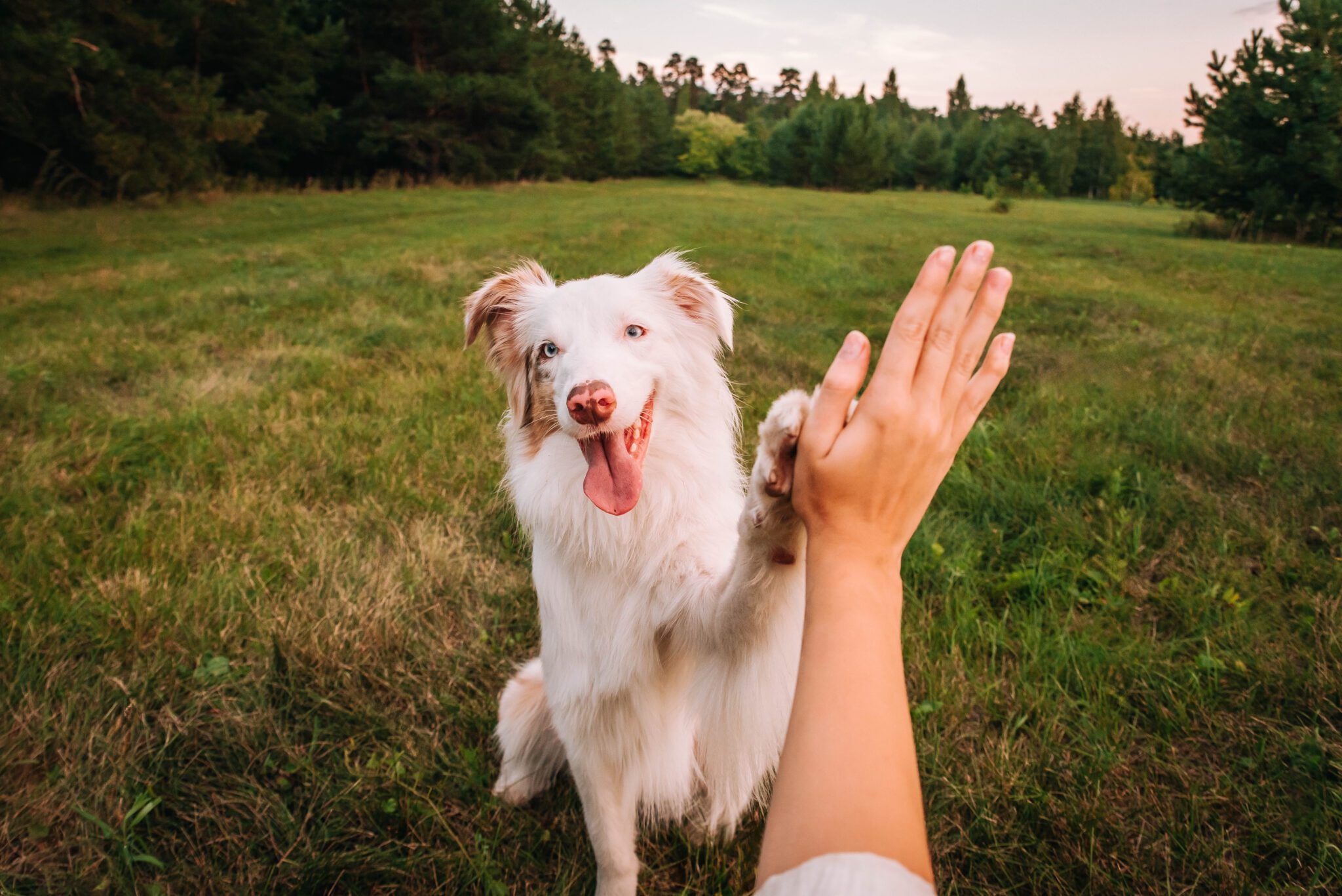 DIY Dog Training: How to Train Your Dog at Home with Practical, Positive Methods