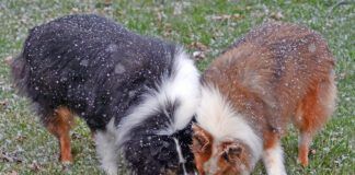 Why do dogs eat poop? The causes may be instinctual, boredom, or even based in fear of punishment.