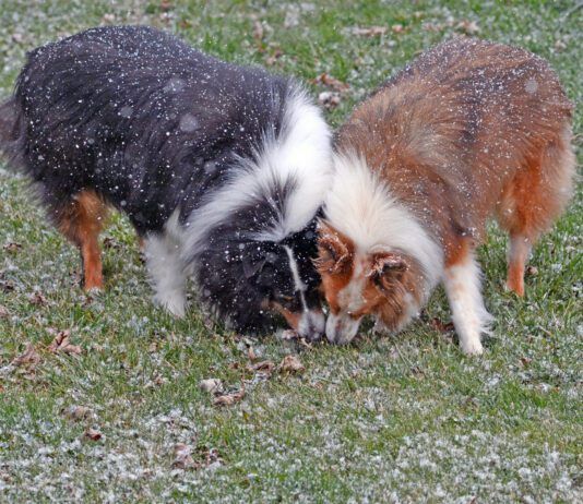 Why Does My Dog Eat Poop? Why do dogs eat poop? The causes may be instinctual, boredom, or even based in fear of punishment.