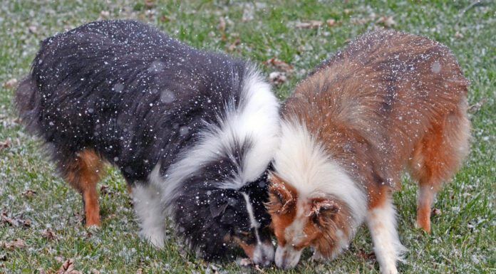 Why do dogs eat poop? The causes may be instinctual, boredom, or even based in fear of punishment.