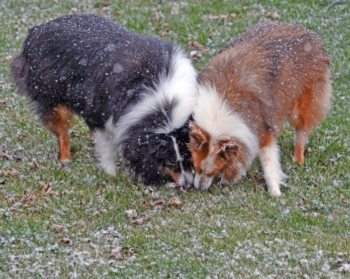 Why do dogs eat poop? The causes may be instinctual, boredom, or even based in fear of punishment.