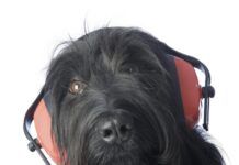 Dog hearing protection can protect a dog's hearing in loud environments.