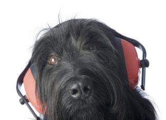Best Dog Ear Protection: Products to Safeguard Your Dog’s Hearing from Fireworks, Thunder, and Loud Noise Dog hearing protection can protect a dog's hearing in loud environments.