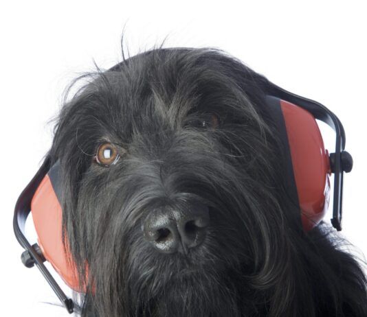 Dog hearing protection can protect a dog's hearing in loud environments.