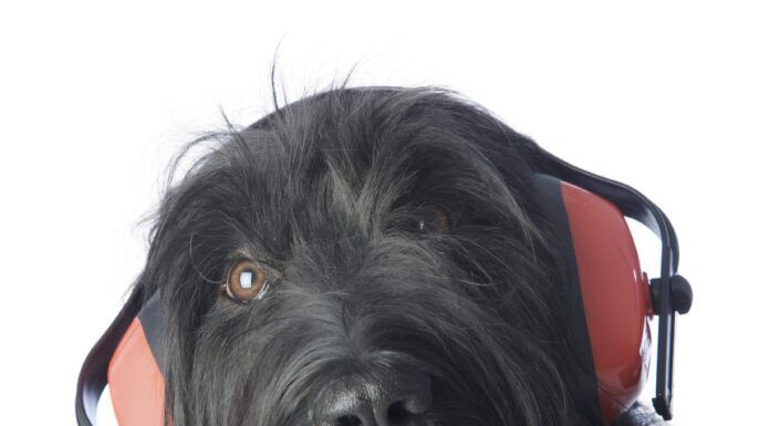 Dog hearing protection can protect a dog's hearing in loud environments.