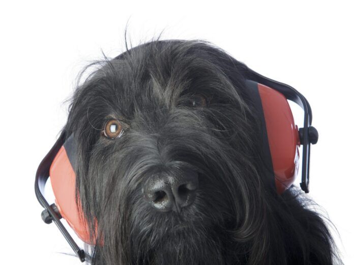 Dog wearing hearing protection Dog hearing protection can protect a dog's hearing in loud environments.