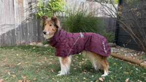 The best winter dog jacket for extreme cold comes from Hurtta.