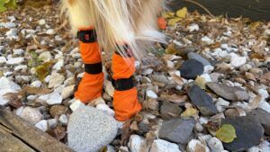 Nonstop Dogwear provides a fitted pair of winter dog boots.
