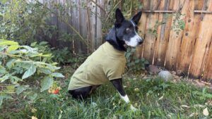 The Ruffwear Climate Changer is one of the best dog winter jackets for physical exercise in cold conditions.