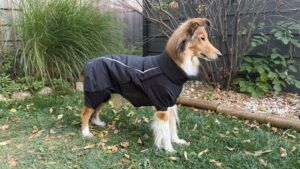 Ruffwear provides insulated coveralls to keep dogs warm and dry in wet weather.
