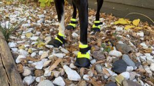 Wilder dog provides an excellent pair of winter dog booties.