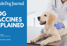 Dog Vaccines Explained: Core Shots, Boosters, and Titers