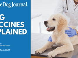 Dog Vaccines Explained: Core Shots, Boosters, and Titers