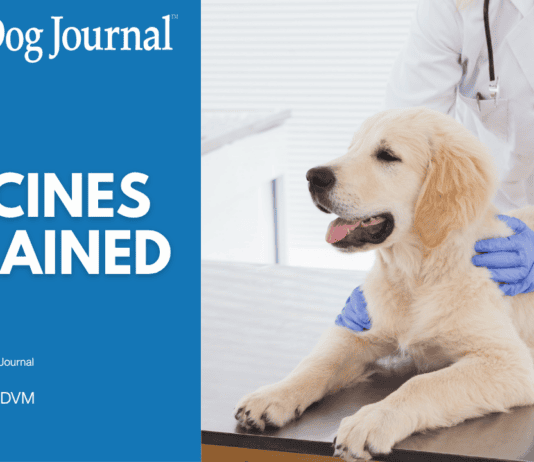 Dog Vaccines Explained: Core Shots, Boosters, and Titers