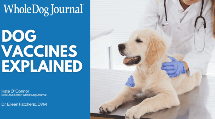 Dog Vaccines Explained: Core Shots, Boosters, and Titers