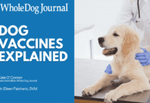 Dog Vaccines Explained: Core Shots, Boosters, and Titers