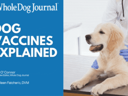Dog Vaccines Explained: Core Shots, Boosters, and Titers