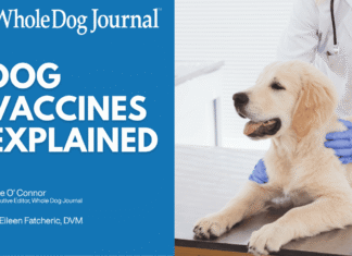 Dog Vaccines Explained: Core Shots, Boosters, and Titers