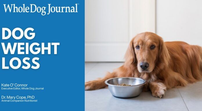 Video: How to Help an Overweight Dog Lose Weight