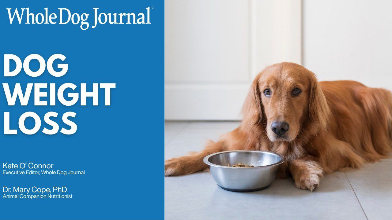 Video: How to Help an Overweight Dog Lose Weight