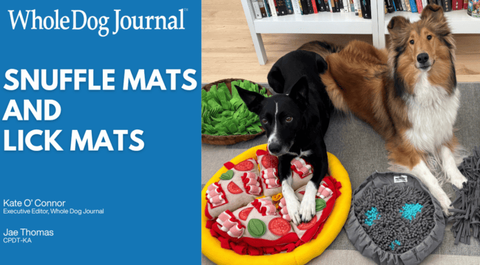 Snuffle Mats and Lick Mats: Benefits, Picks, and How to Use Them