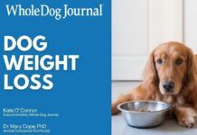 Video: How to Help an Overweight Dog Lose Weight Have an overweight dog that needs to lose weight. Check out our handy video guide.