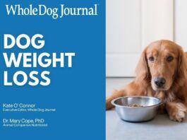 Have an overweight dog that needs to lose weight. Check out our handy video guide.