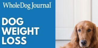 Have an overweight dog that needs to lose weight. Check out our handy video guide.
