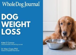 Video: How to Help an Overweight Dog Lose Weight Have an overweight dog that needs to lose weight. Check out our handy video guide.