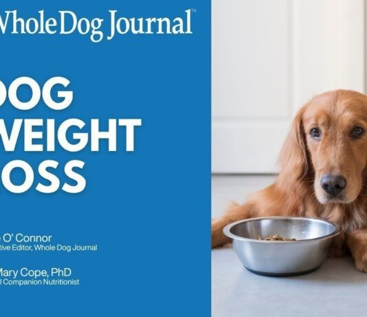 Have an overweight dog that needs to lose weight. Check out our handy video guide.