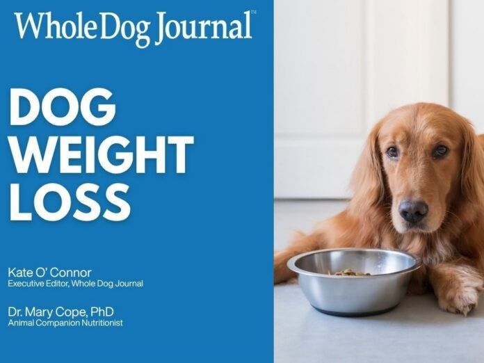 Have an overweight dog that needs to lose weight. Check out our handy video guide.