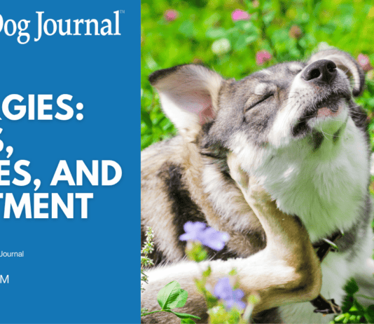 Dog Allergies: How to Spot Them and What to Do