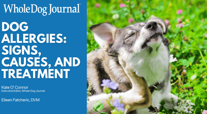 Dog Allergies: How to Spot Them and What to Do