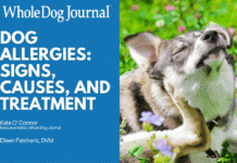 Dog Allergies: How to Spot Them and What to Do