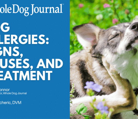 Dog Allergies: How to Spot Them and What to Do