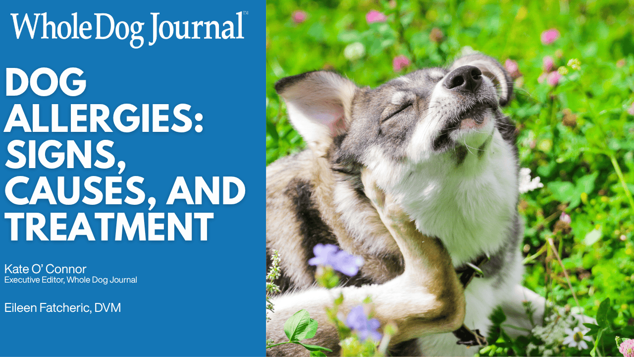 Dog Allergies: How to Spot Them and What to Do