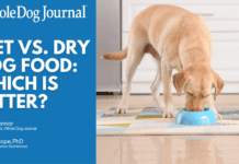 Wet food or dry food: which is better for your dog?
